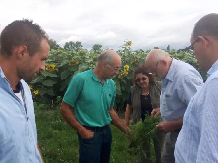 L’ambroisie a des conséquences agronomiques et environnementales dévastatrices.