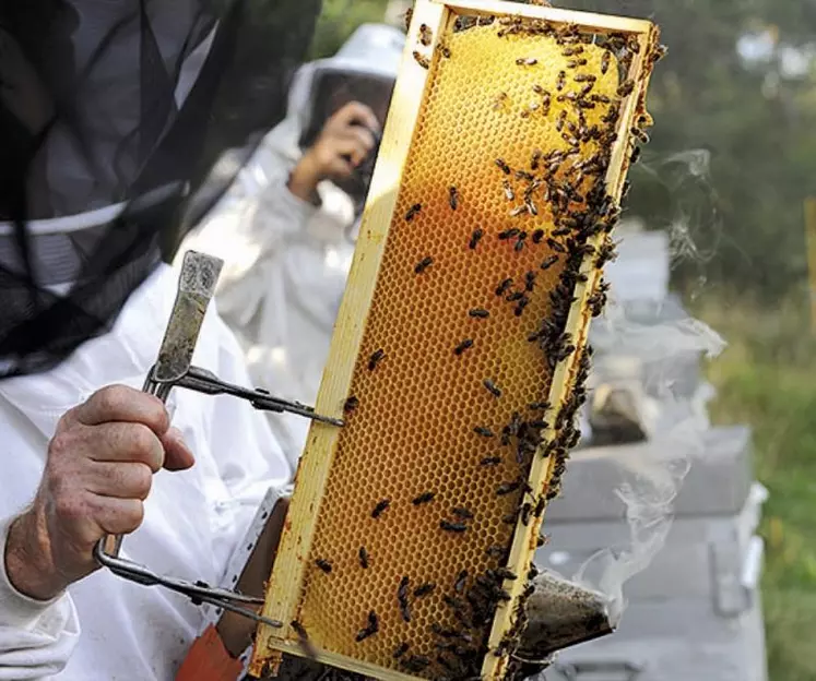 Des rencontres ont relancé les négociations autour du plan pollinisateurs, et éclairci son pilotage. Les détails de l’arrêté « abeilles » révisé, qui n’ont toujours pas été dévoilés, seront envoyés aux parties d’ici le début du mois de mars, ont promis les ministères de l’Agriculture et de l’environnement.