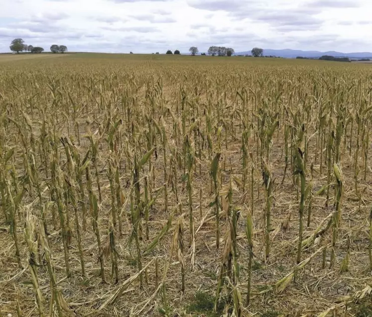 Le projet de loi visant à réformer la gestion des risques en agriculture sera présenté en Conseil des ministres le 1er décembre. Pour l'heure, il est entre les mains du Conseil d'État. Voici ce que l'on sait de ce qui figurera dans le texte, ou sera réglé par décret ou ordonnance.