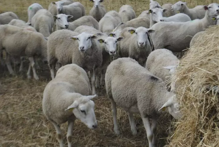 Les brebis sont bloquées sur une parcelle et affouragées.