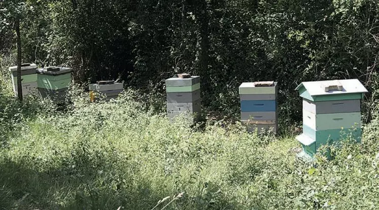 Pour les apiculteurs, déclarer ses ruches permet d’obtenir des aides dans le cadre du plan apicole européen soutenant la réalisation d’actions en faveur de la filière apicole française.