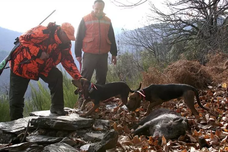 Prolongation de la chasse au sanglier dans certains secteurs.