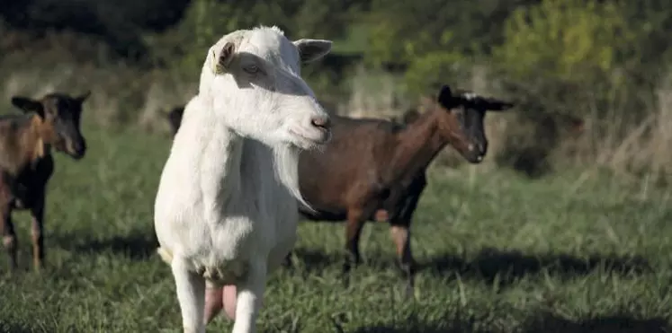 La demande en lait caprin certifié AB est toujours aussi forte.