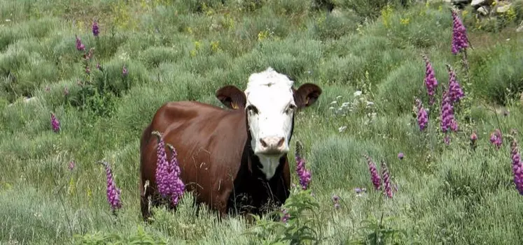 Le trophée Technilait a de nouveau récompensé les éleveurs laitiers dans les cinq races présentes sur le territoire : Prim'Holstein, Brunes, Montbéliardes, Abondance et Tarentaises, et Simmental. Portrait cette semaine des Abondances et Tarentaises.