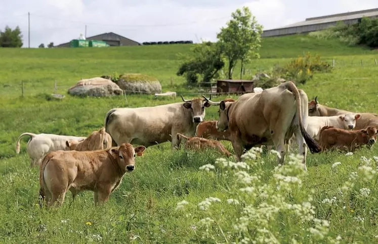 À l'occasion du sommet de l'élevage, la commission du commerce extérieur d'Interbev organisait, le 6 octobre dernier, une table ronde avec les différents acteurs de la filière viande bovine pour débattre de la décapitalisation du cheptel bovin et la diminution de l'offre vers l'export européen.