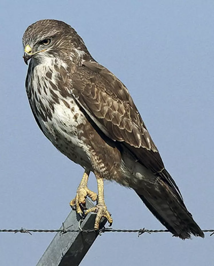 La buse variable va au sol pour chasser.