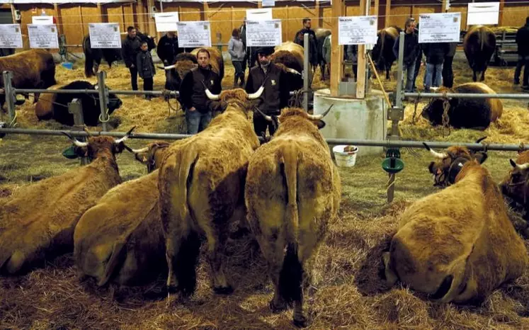 La Lozère a ravi 4 des 16 places réservées à la race Aubrac à l’édition 2022 du salon international de l’agriculture. Le 8 décembre, 28 éleveurs étaient venus présenter 40 bêtes à la journée de présélection qui s’est tenue à Aumont-Aubrac.