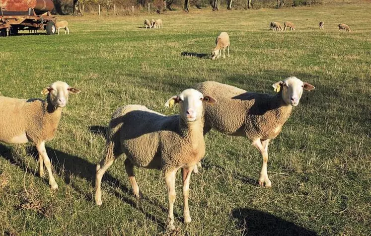 La Ferme du Causse SAS est une entreprise agroalimentaire située sur la commune de La Tieule. Créée par Christian Delon, initialement pour valoriser le lait de son exploitation de brebis bio, la Ferme du Causse fabrique des yaourts de brebis bio depuis 2008.