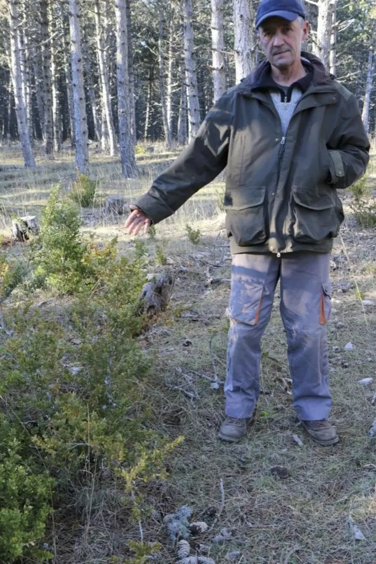 Buis et branches mortes ne sont pas admissibles dans les bois pâturés.