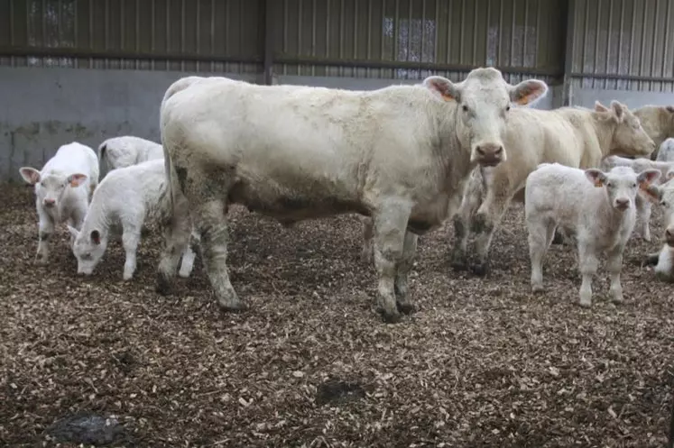 La couleur noire de la litière peut rebuter, pourtant les animaux ne sont pas plus sales.