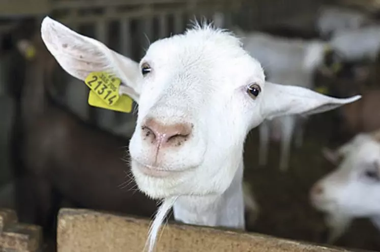 Jeudi 16 mars, la coopérative Lozère insémination a organisé une formation sur la reproduction en élevage caprin. L'occasion de revenir sur les outils et la technique pour bien conduire cet élément essentiel en élevage caprin.