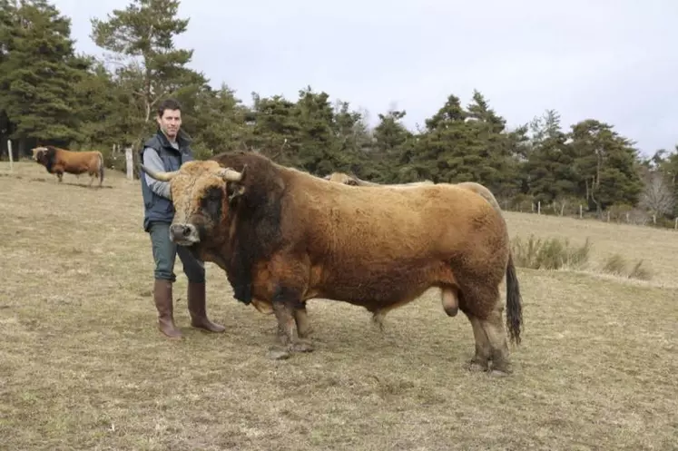 Pour représenter l’Aubrac au SIA, Bertrand Laurens a choisi cette année de présenter son principal taureau : Igloo.