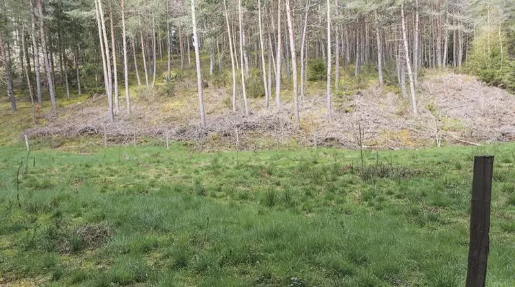 L'hectare de forêt dévolu aux futurs plans de la pépinière est en train d'être construit : la clôture en bois est en cours d'installation.