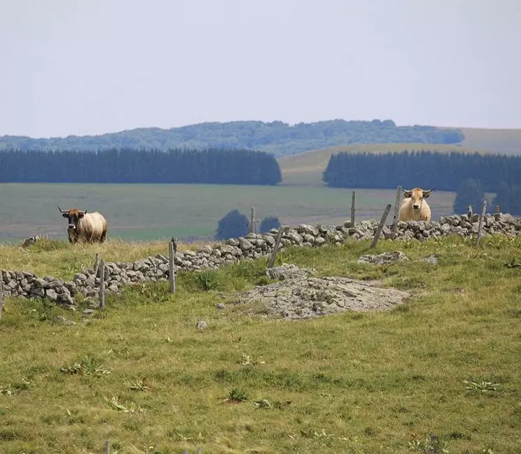 Les eurodéputés de la commission de l’Agriculture ont adopté leur position sur le versement des 8 milliards d’euros du fonds de relance post-Covid-19 dans le cadre des mesures transitoires pour la Pac : 30 % en 2021 et 70 % en 2022. Une position similaire à celle des États membres. Un compromis entre les deux institutions devrait rapidement être trouvé.