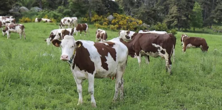 Jeudi 19 novembre, l’institut de l’agriculture et de l’alimentation biologiques (Itab), en partenariat avec l’Idele, ont restitué les résultats des analyses de divers systèmes laitiers en France lors d’un colloque en visioconférence.