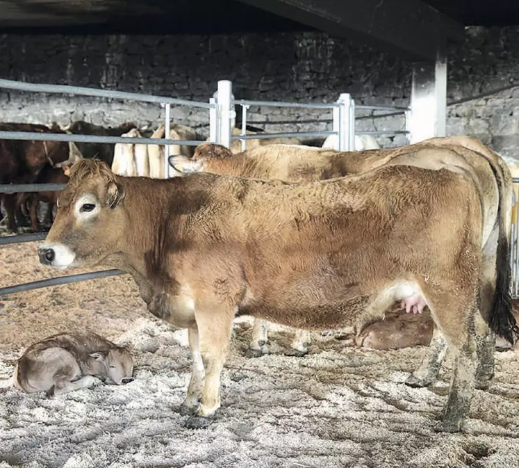 Les curieux étaient venus admirer les bovins.