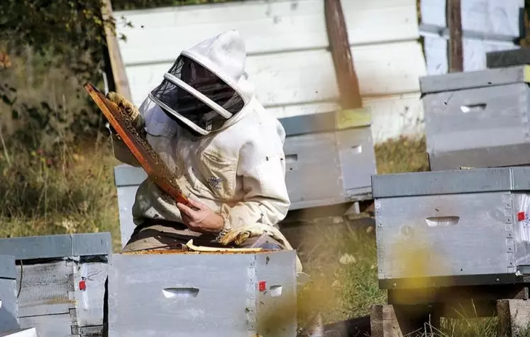 Après une récolte 2020 en demi-teinte, la récolte de miel 2021 s’annonce catastrophique, ont prévenu les syndicats apicoles. Explications en Lozère, où le syndicat apicole a décidé d’annuler son concours départemental des miels à cause, en partie, de cette mauvaise année.