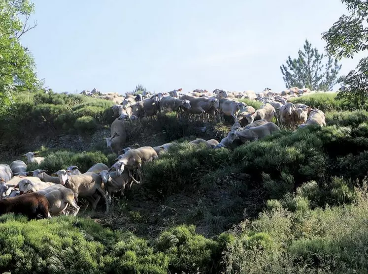 Venus de différents pays d’Europe, plusieurs dizaines d’acteurs de la formation au pastoralisme se sont retrouvés à Florac pour échanger sur leur pratique et ébaucher des chantiers communs dans une approche mêlant travail pastoral et protection de la biodiversité.