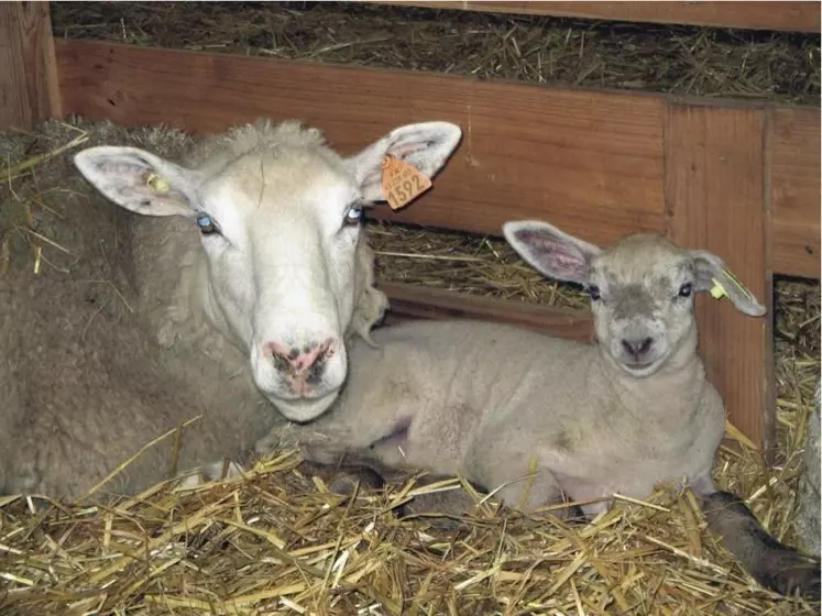 Languedoc-Roussillon Midi-Pyrénées accède à la première place nationale concernant la production ovine.