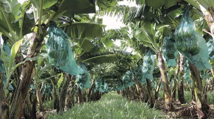 Bananeraie, avec des couverts végétaux, à Capesterre-Belle-Eau, en avril 2017.