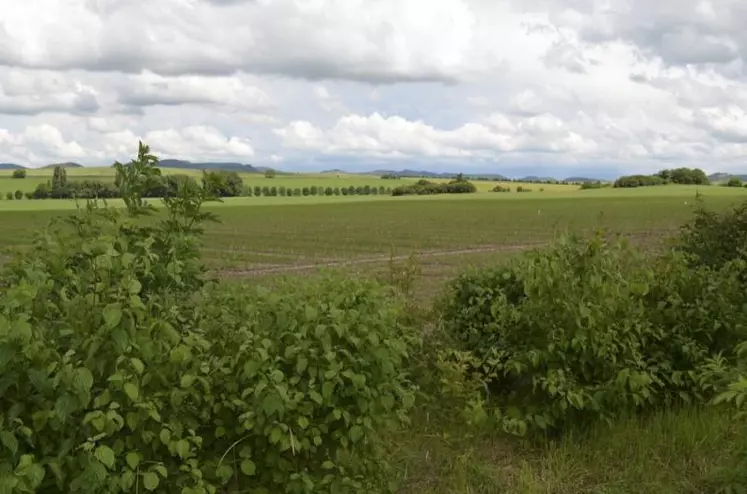 « Les arbres sont un capital qui peut rassurer des financeurs », explique Stéphane Hekimian de la Mission haies Auvergne.