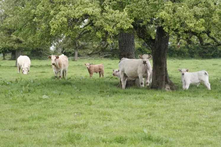 Certaines espèces ligneuses sont tout à fait adaptées d'un point de vue de la valeur alimentaire à des utilisations variées (types d'animaux, mode d'alimentation).