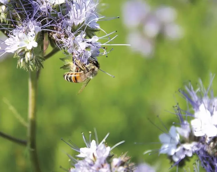 Après une première version publiée en 2013, mais que les États membres avaient refusé de valider, l'Autorité européenne de sécurité des aliments a présenté le 11 mai son nouveau guide d'évaluation des risques liés aux pesticides pour les abeilles.
