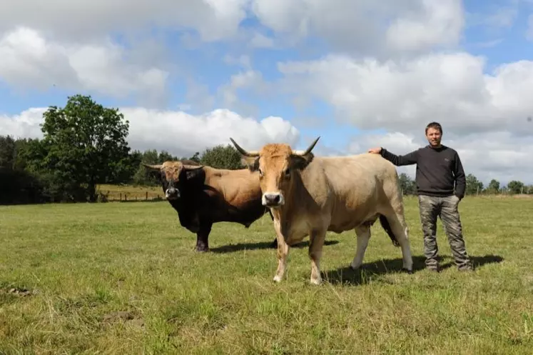 Julien Crozat en compagnie de Duchesse, un taureau Aubrac qu'il présentera bientôt en concours, et Elegante.