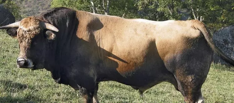 Privés de concours et de salon de l’agriculture à cause de la Covid-19, les éleveurs Aubrac lozériens ont décidé de faire admirer leurs bêtes… sur les réseaux sociaux. Un concours 2.0 pour resserrer les liens entre éleveurs à l’heure de la distanciation sociale, et ouvert de 10 à 99 ans.