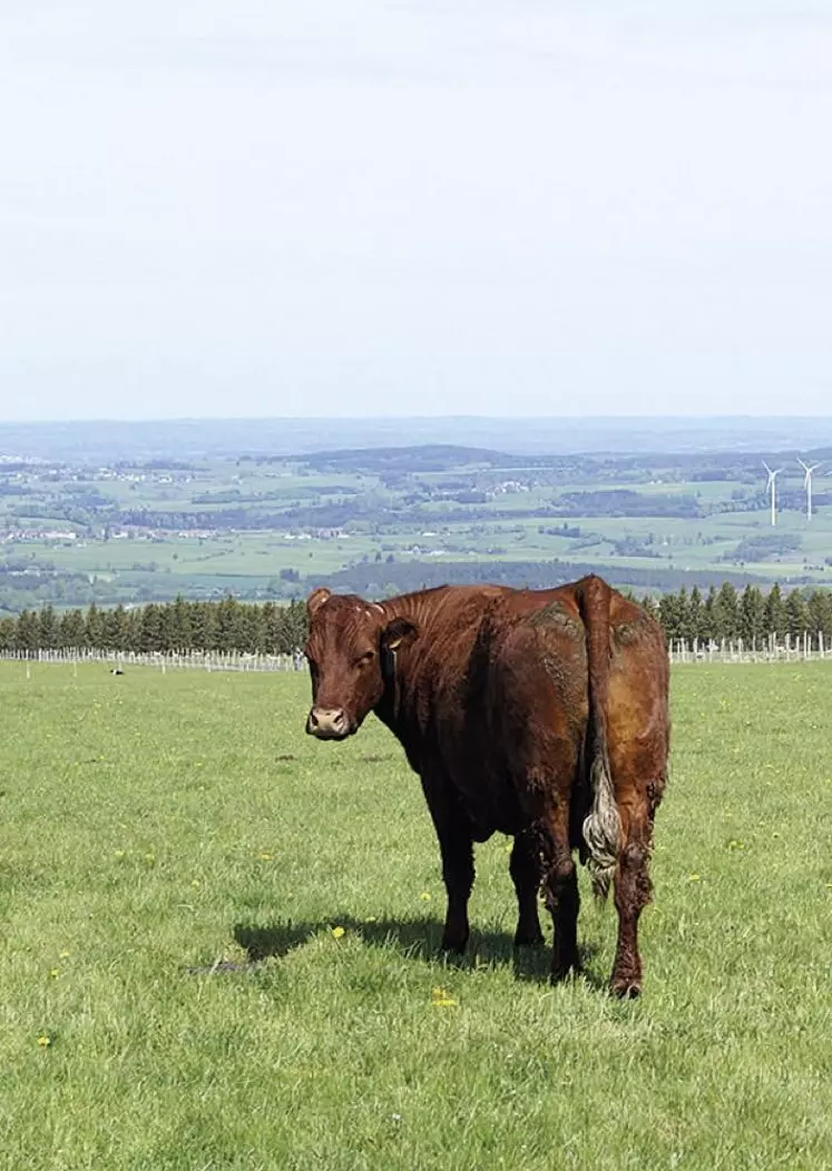 Les prairies occupent deux tiers de la surface agricole du Massif central.