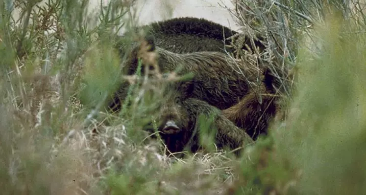 La chasse du sanglier est prolongée jusqu’au 29 février sur quatre pays cynégétiques et sur trois communes.