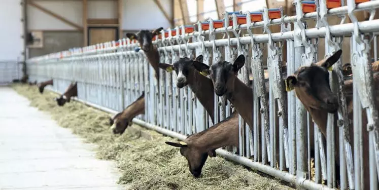 Benoit Albuisson et Loïc Osty sont tous deux producteurs de lait de chèvre bio.