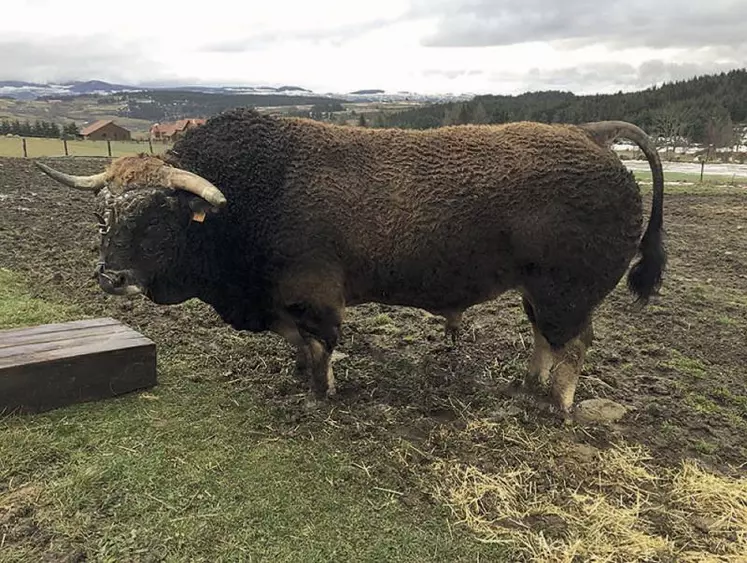 Gaillard a cessé la saillie un mois et demi avant le concours. Une période courte, mais l'état de l'animal était au rendez-vous.