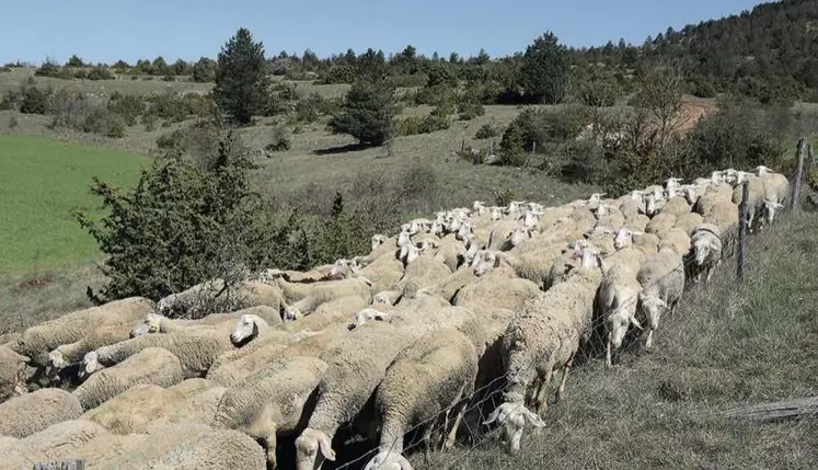 La monotraite est pratiquée par de nombreux éleveurs hors AOP Roquefort (notamment producteurs fermiers). Elle reste cependant, interdite par le cahier des charges de l’AOP Roquefort quel que soit le stade de traite.