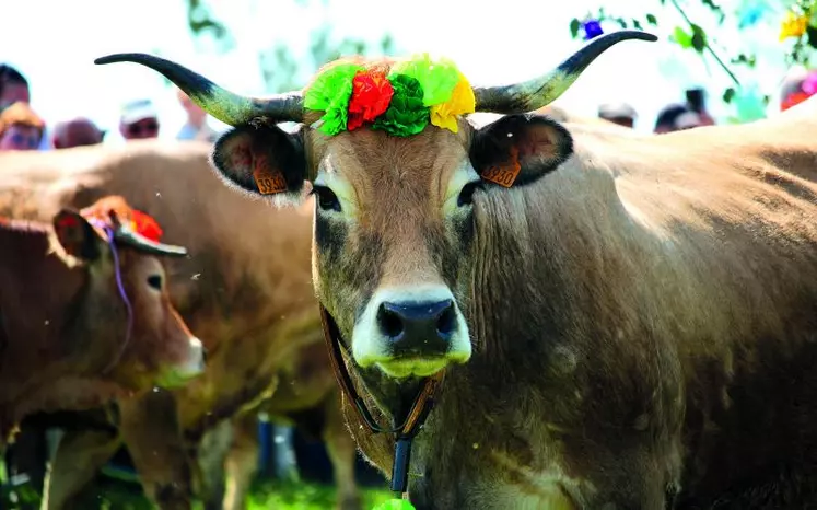 Dimanche 28 mai, les visiteurs se sont pressés nombreux au col de Bonnecombe pour fêter la traditionnelle fête de la transhumance dans les formes.