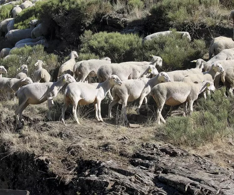 Après le succès du séminaire qui s’est tenu à Ax-les-Thermes début octobre, sur le thème de l’agropastoralisme et de sa place dans la future Pac, explications avec Catherine Rocher sur le sujet.