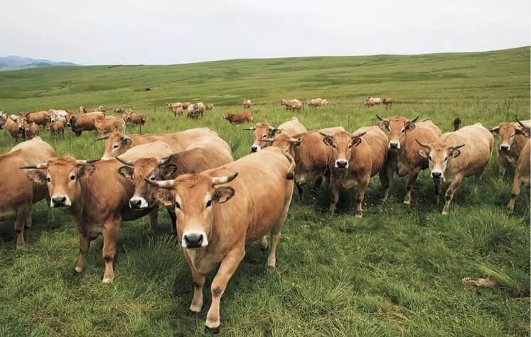 La commission de l'Environnement a finalisé sa position sur l'utilisation des terres et la foresterie, le partage des efforts ainsi que le mécanisme d'ajustement carbone aux frontières. Ils estiment, contrairement à la Commission européenne, que l'agriculture doit rester séparée du secteur forestier et propose de lui imposer des objectifs supplémentaires.