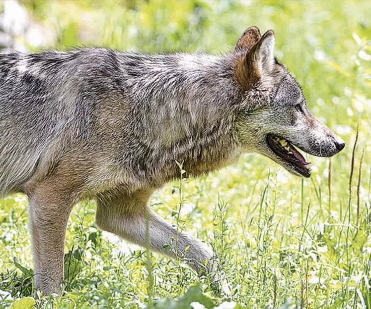 Le groupe national loup qui s’est tenu à Lyon ce 8 juin confirme les inquiétudes du CAF loup*.