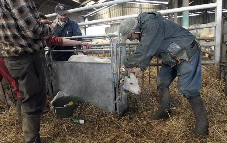 L’utilisation d’une cage de contention permet de maintenir facilement le veau.