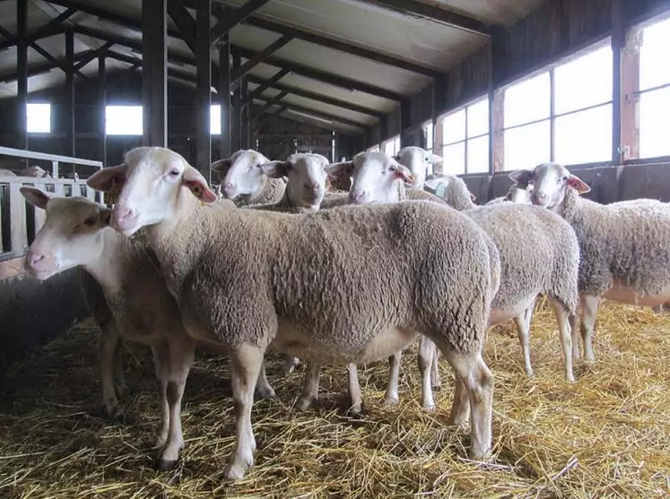 De nombreux dispositifs existent pour aider les agriculteurs en difficulté, que ce soit au niveau de leurs troupeaux ou de la direction de leurs exploitations.