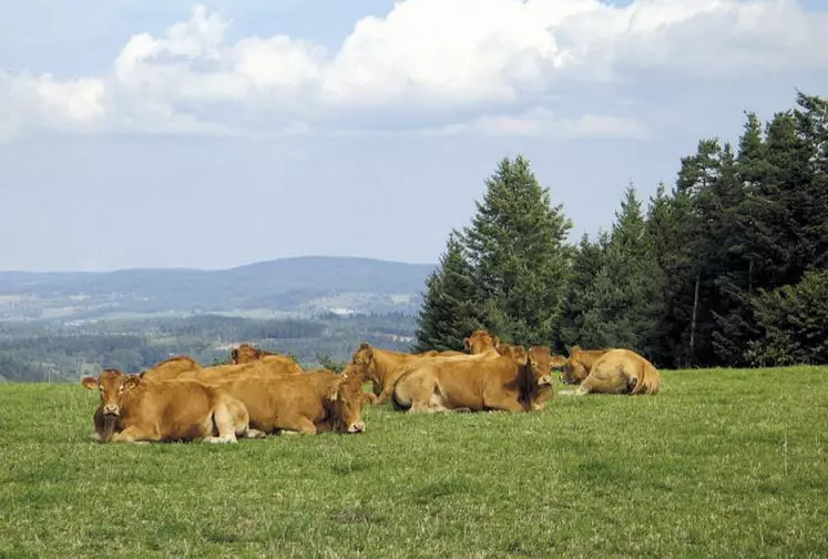 Des limousines au pré.