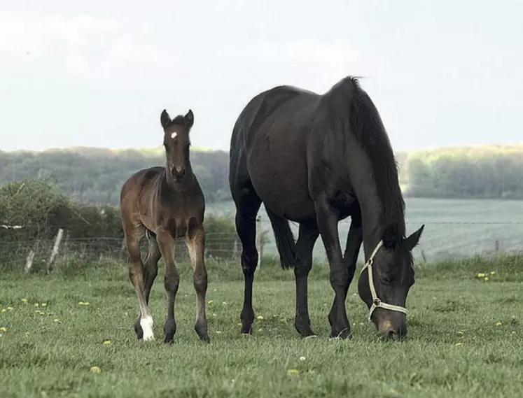 Plus l’homme respecte les conditions de vie du cheval (vie sociale, extérieur, respect du lien mère-jeune, etc.), plus il sera facilement utilisable plus tard par ce dernier.