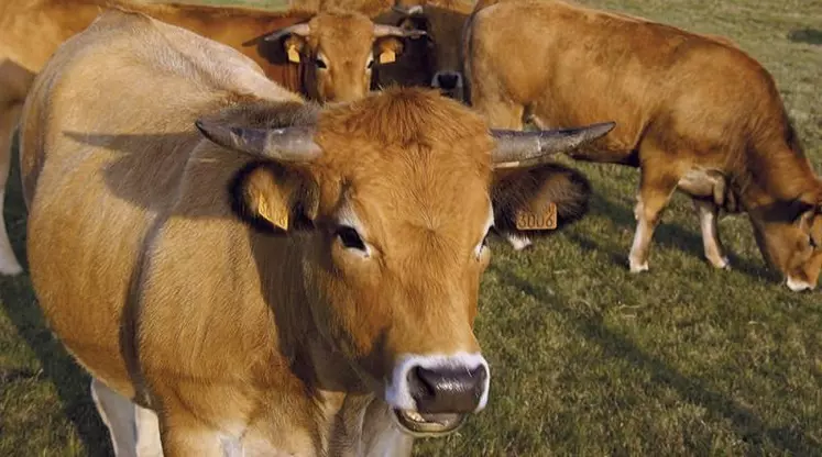 Les industriels de l’agroalimentaire avaient jusqu’au 1er décembre pour finaliser leurs conditions générales de vente et les envoyer aux distributeurs. Avec la sanctuarisation des matières premières agricoles, les industriels craignent que « la guerre des prix » se reporte sur leurs coûts de production.