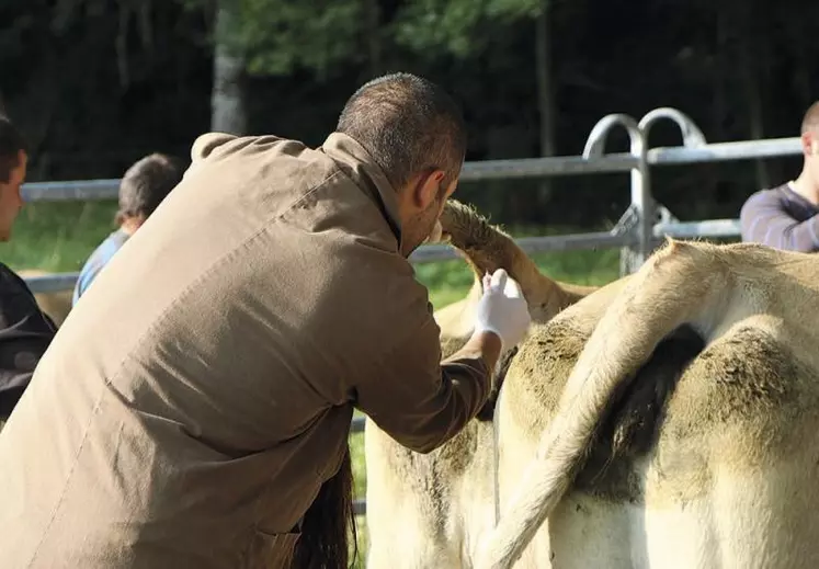 Dans la lutte contre le BVD, tous les organismes sanitaires ont leur mot à dire : le GDS, bien sûr, maître d'oeuvre de la mise en place du plan ; mais aussi le groupement technique vétérinaire (GTV), qui fait partie de la gouvernance sanitaire. Entretien avec Olivier Segura, vétérinaire à Marvejols et président du GTV Lozère et vice-président du bureau Occitanie.