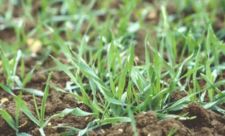 La résistance au froid du blé augmente jusqu'à un maximum atteint au stade du début du tallage.