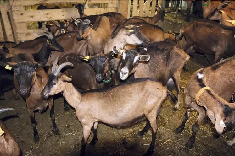 Les éleveurs caprins ont plutôt l’habitude de fabriquer du fromage type Pélardon. Après le confinement, leurs caves sont également pleines de tommes à vendre durant la période estivale.