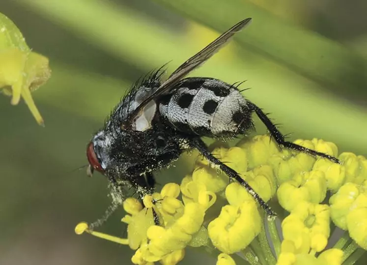 Wohlfahrtia magnifica.