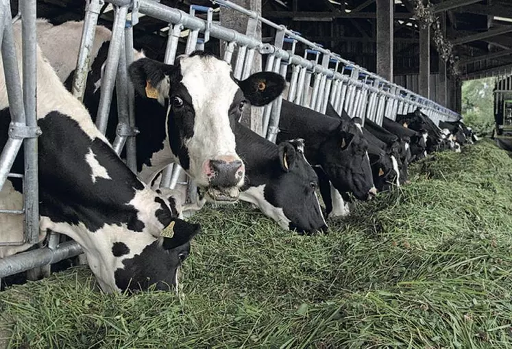 L'affouragement en vert a ses avantages et ses inconvénients. Un avantage : intégration quotidienne d'herbe fraîche dans la ration. Un inconvénient : vigilance accrue sur les aspects sanitaires, les animaux ne sortent pas.