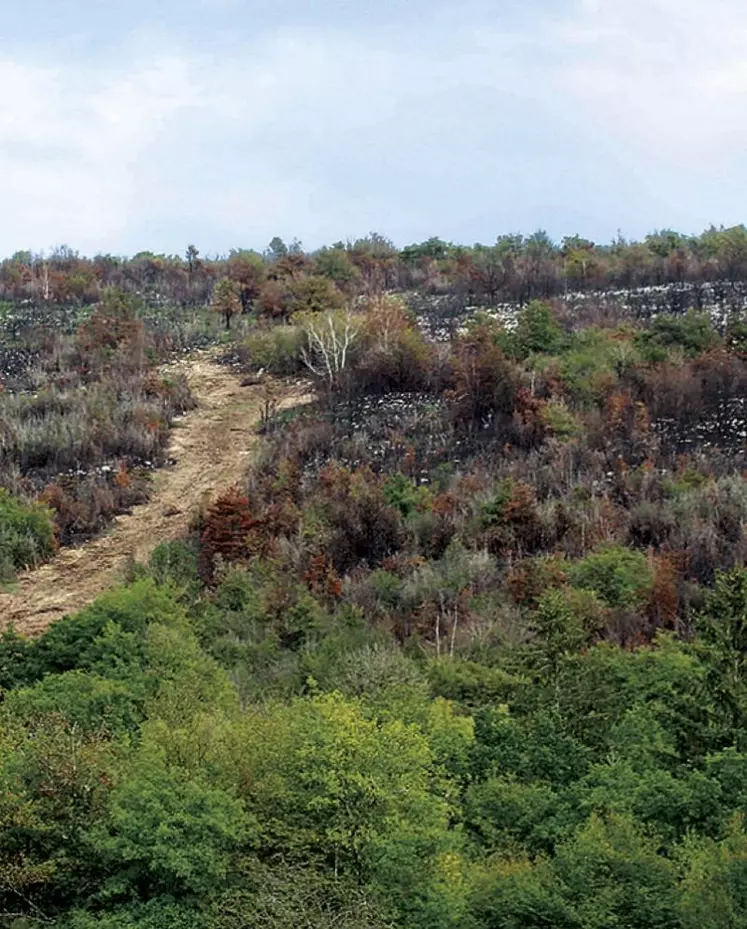 En août 2022, une forêt de pins et de sapins a été la proie des flammes, près de la commune de Montrevel, dans le Jura.