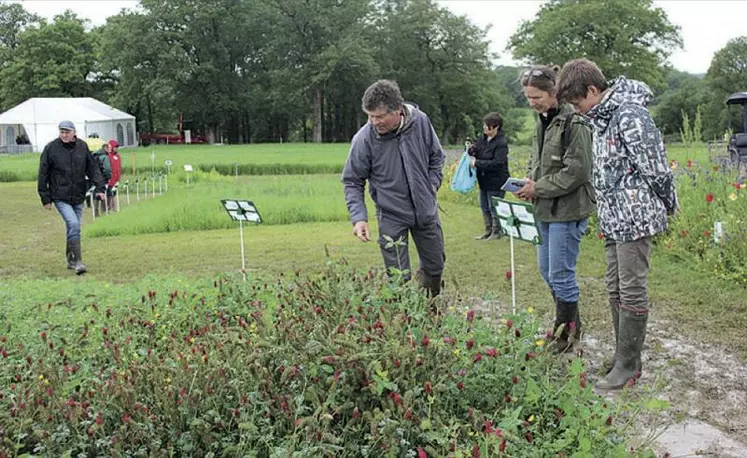 Les éleveurs s’interrogent sur les mélanges à apporter dans leurs prairies afin d’augmenter l’autonomie alimentaire de leur troupeau